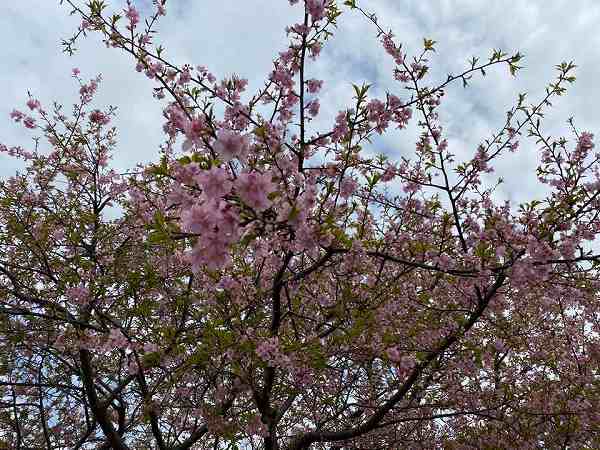 道の駅やちよで桜狩りといちご狩り 島田いちご園 八千代市 リビング千葉web
