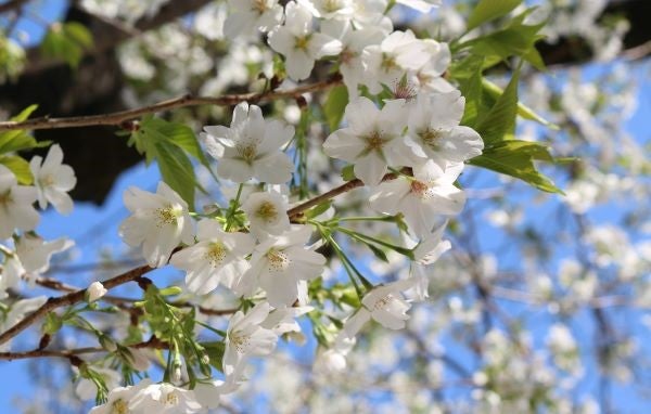 上野】東京国立博物館 今年は「博物館でお花見を」しましょう