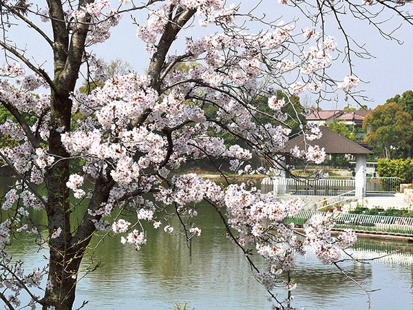 桜シーズン到来 樟葉駅から出かけられるお花見スポット6選 特集 リビング大阪web