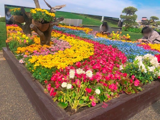 素敵で様々な花壇が並ぶ よこはま花と緑のスプリングフェア 山下公園 リビング横浜web