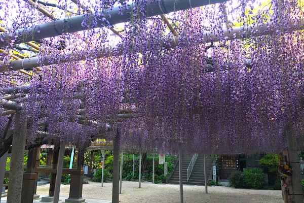 北九州 吉祥寺 風に揺れる藤の花を眺めながら 藤ソフトクリーム リビングふくおか 北九州web