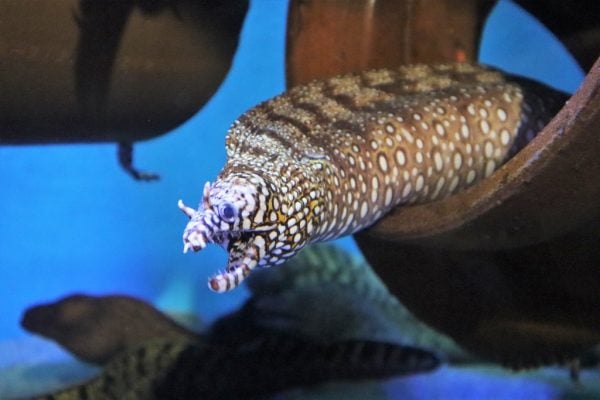 蒲郡 安くておもしろい 竹島水族館で深海生物とのふれあいを楽しもう リビング名古屋web 蒲郡 安くておもしろい 竹島水族館で深海生物とのふれあいを楽しもう リビング名古屋web