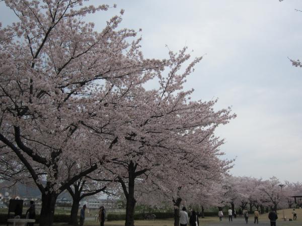 福島市】荒川桜つづみ公園で、桜満開お花見散歩 | リビングふくしまWeb