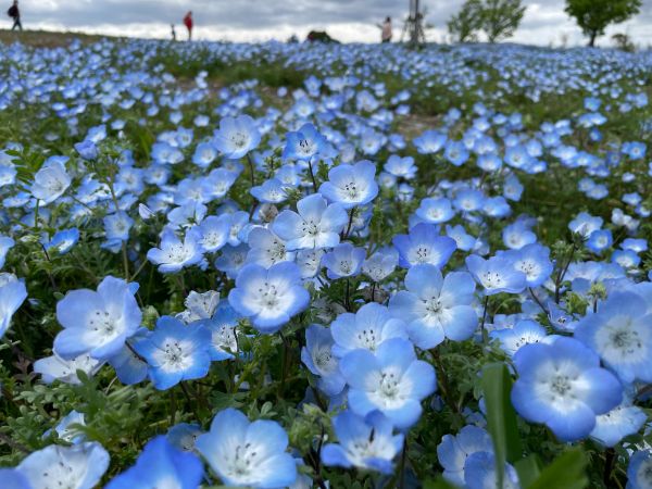 愛知お花見半日ドライブ 人気パン屋でランチと可愛いカフェでスイーツも リビング名古屋web