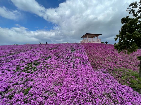 愛知お花見半日ドライブ 人気パン屋でランチと可愛いカフェでスイーツも リビング名古屋web