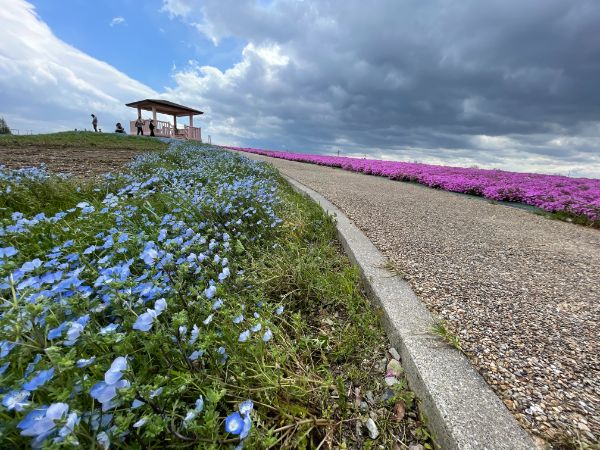 愛知お花見半日ドライブ 人気パン屋でランチと可愛いカフェでスイーツも リビング名古屋web