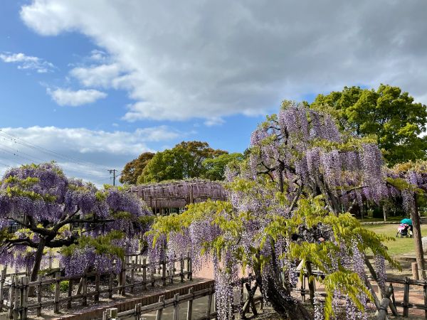 愛知お花見半日ドライブ 人気パン屋でランチと可愛いカフェでスイーツも リビング名古屋web