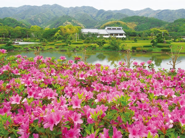 春爛漫！心が弾む花だより〜見頃を迎える愛媛のツツジとシバザクラ