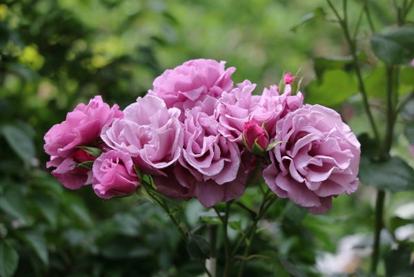 ローズフェスティバル」が開催中！～横浜イングリッシュガーデン