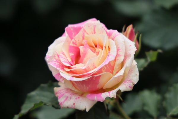 ローズフェスティバル」が開催中！～横浜イングリッシュガーデン