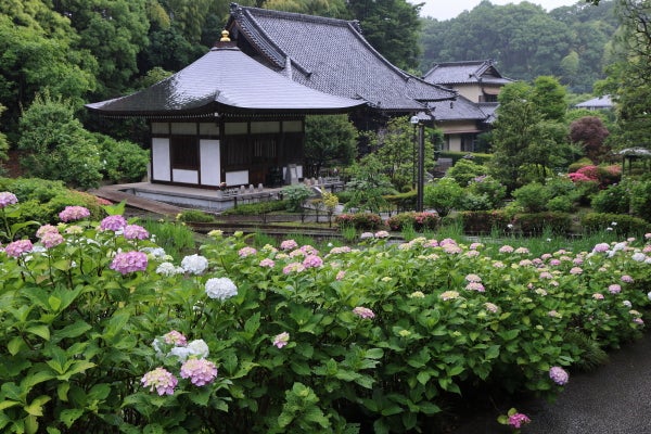 センター南 アジサイの季節の始まりです 花のお寺 正覚寺 Madame ｍのcamera リビング田園都市web