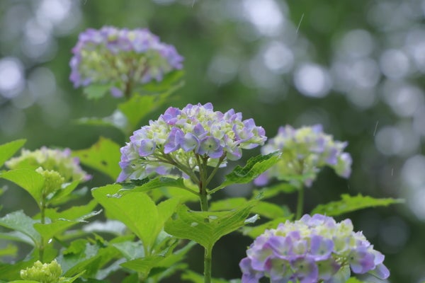 センター南 アジサイの季節の始まりです 花のお寺 正覚寺 Madame ｍのcamera リビング田園都市web
