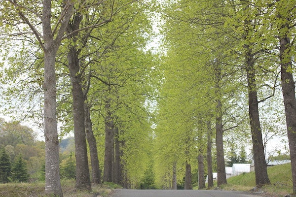 三春 シーズン到来 ガーデニングショッピングと幸せのランチタイム リビングふくしまweb