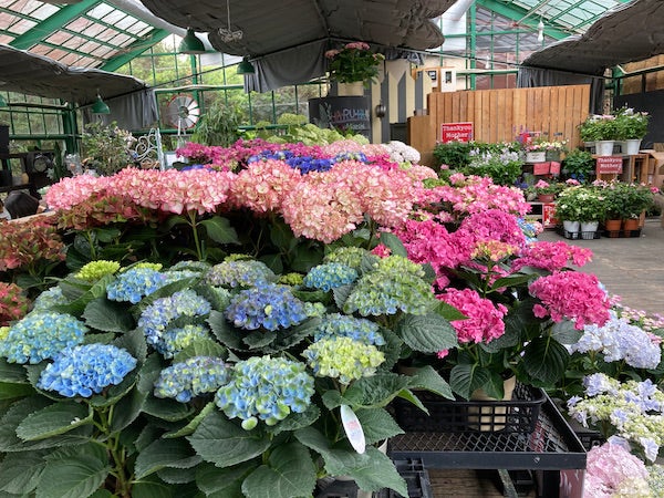 三春 シーズン到来 ガーデニングショッピングと幸せのランチタイム リビングふくしまweb