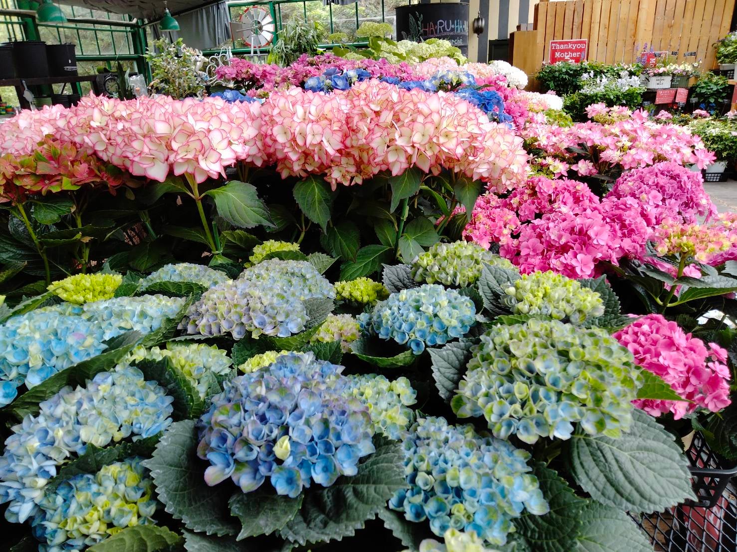 三春 シーズン到来 ガーデニングショッピングと幸せのランチタイム リビングふくしまweb