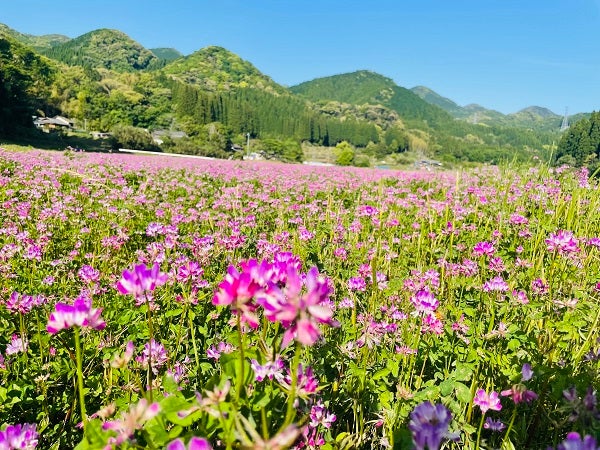 姶良】満開のレンゲ畑で散策や写真撮影を楽しめる！「れんげ