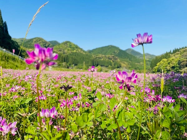 れんげ畑 backend=imagemagick;version=1;