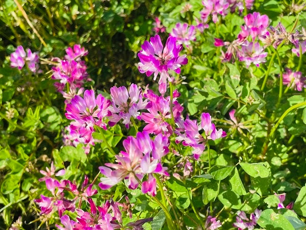姶良】満開のレンゲ畑で散策や写真撮影を楽しめる！「れんげ