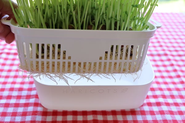 この便利さは お買い得 豆苗プランター Madame ｍのcamera リビング田園都市web