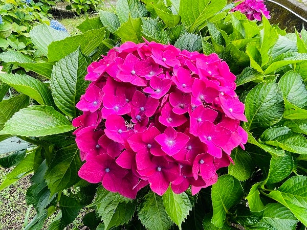 姶良市 アジサイを満喫できる隠れた名所 狭霧神社 白銀公園 今年は6月中旬まで リビングかごしまweb