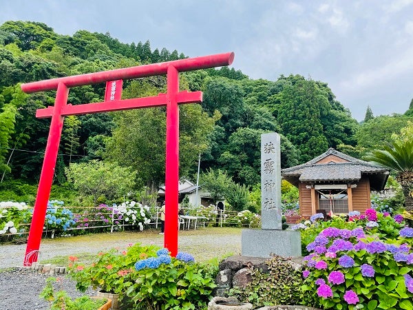姶良市 アジサイを満喫できる隠れた名所 狭霧神社 白銀公園 今年は6月中旬まで リビングかごしまweb