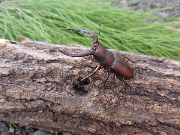 那須 昆虫の世界へようこそ 那須 昆虫ワールド リビング栃木web