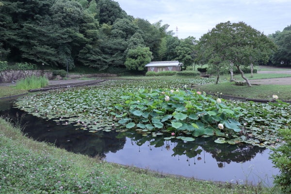 北山田 スイレンの中でハスが咲き始めました 山田富士公園 Madame mのcamera リビング田園都市web 北山田 スイレンの中でハスが咲き始めました 山田富士公園 Madame mのcamera リビング田園都市web