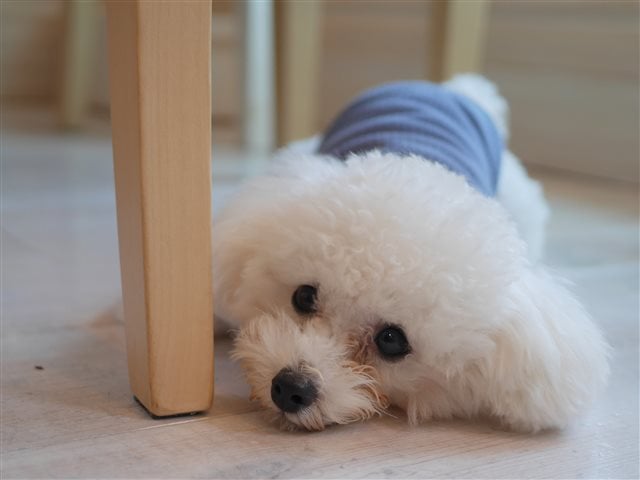 ニューオープンのドッグカフェ 平尾で お洒落なティータイムはいかが リビングふくおか 北九州web