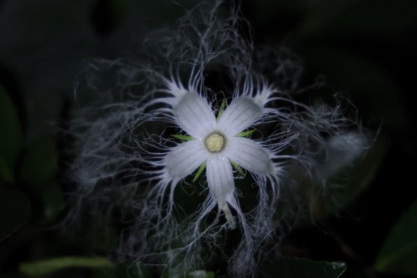 ひっそりと暗闇に咲く幻想的な花 Madame ｍのcamera リビング田園都市web