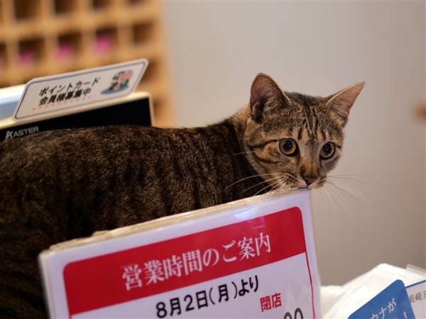 糸島 まむしの湯 で心と体をリフレッシュ 看板猫にも会えるかも リビングふくおか 北九州web