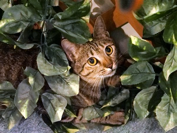 糸島 まむしの湯 で心と体をリフレッシュ 看板猫にも会えるかも リビングふくおか 北九州web