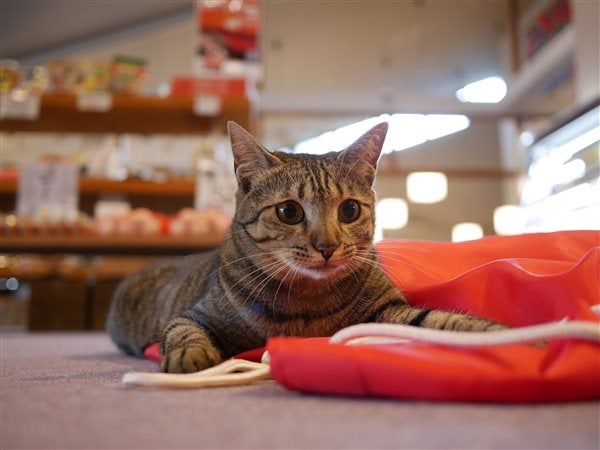 糸島 まむしの湯 で心と体をリフレッシュ 看板猫にも会えるかも リビングふくおか 北九州web