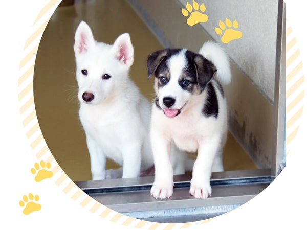 人もペットも幸せに暮らせる社会を リビング栃木web