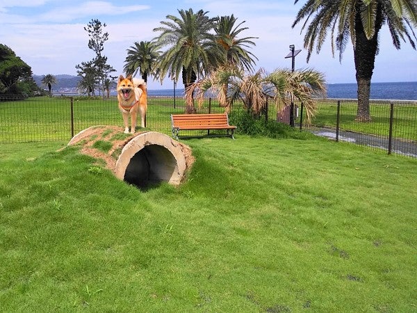 海が見える緑のドッグランも気持ちいい 愛犬と楽しむ宿 じゃぱり館山 館山 リビング千葉web