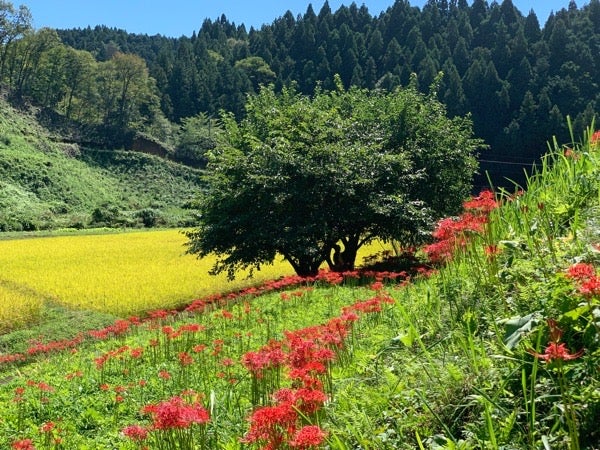 那須町 里山の情景に映える 一面の彼岸花 蓑沢彼岸花公園 リビング栃木web