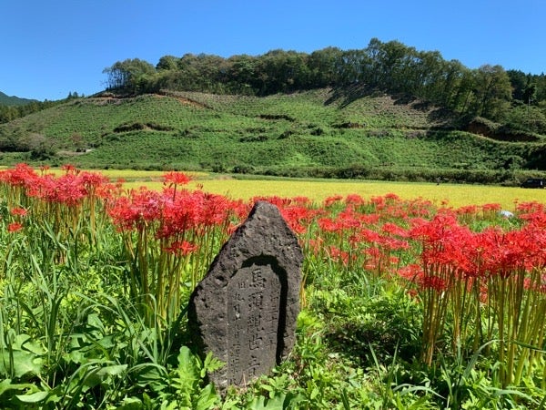 那須町 里山の情景に映える 一面の彼岸花 蓑沢彼岸花公園 リビング栃木web