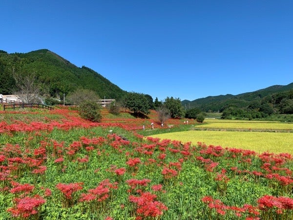 那須町 里山の情景に映える 一面の彼岸花 蓑沢彼岸花公園 リビング栃木web