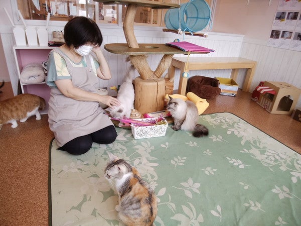 猫ちゃんと極上のふれあいタイムを 伊丹 猫カフェ スマイルアゲイン リビング兵庫web 猫ちゃんと極上のふれあいタイムを 伊丹 猫カフェ スマイルアゲイン リビング兵庫web