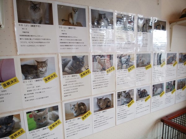 猫ちゃんと極上のふれあいタイムを 伊丹 猫カフェ スマイルアゲイン リビング兵庫web 猫ちゃんと極上のふれあいタイムを 伊丹 猫カフェ スマイルアゲイン リビング兵庫web