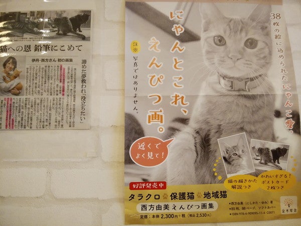 猫ちゃんと極上のふれあいタイムを 伊丹 猫カフェ スマイルアゲイン リビング兵庫web 猫ちゃんと極上のふれあいタイムを 伊丹 猫カフェ スマイルアゲイン リビング兵庫web