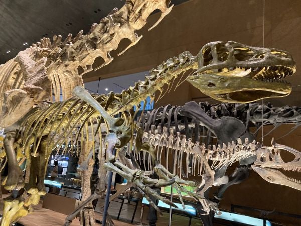 八幡東区 いのちのたび博物館 恐竜だけじゃない 40億年生命の歴史 リビングふくおか 北九州web 八幡東区 いのちのたび博物館 恐竜だけじゃない 40億年生命の歴史 リビングふくおか 北九州web