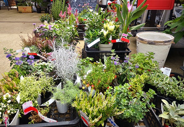 庭のことなら何でも 無人の花屋 クリザンテーム 流山おおたかの森 リビングかしわweb