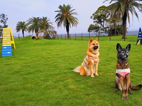 海が見える緑のドッグランも気持ちいい 愛犬と楽しむ宿 じゃぱり館山 館山 リビング千葉web