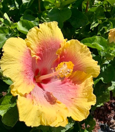 ハイビスカスにプルメリア ハワイを彩る花々 リビング東京web