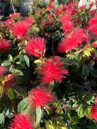 ハワイの名花ハイビスカスとプルメリアが色鮮やかないワンピース