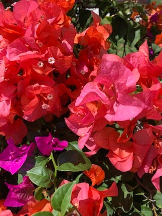 ◇ハイビスカスにプルメリア…ハワイを彩る花々◇ | リビング東京Web