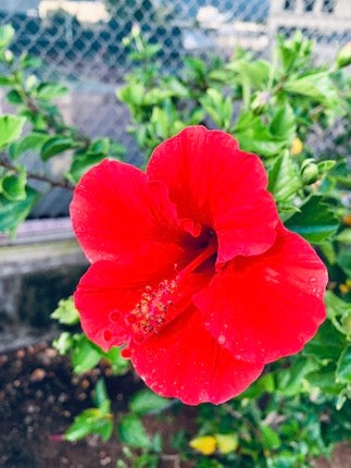 ハワイの名花ハイビスカスとプルメリアが色鮮やかないワンピース 税込】 ハワイの名花ハイビスカスとプルメリアが色鮮やかない