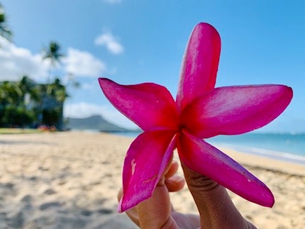 ◇ハイビスカスにプルメリア…ハワイを彩る花々◇ | リビング東京Web