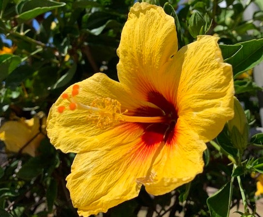 ◇ハイビスカスにプルメリア…ハワイを彩る花々◇ | リビング東京Web