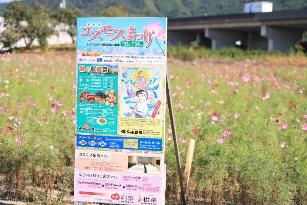 コスモス畑 気になる開花状況のチェックにオススメのサイトもご紹介 リビングえひめweb